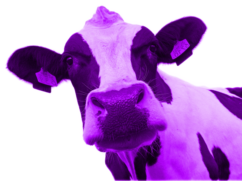 Cerveza Artesana DOLINA - Vaca Purpura